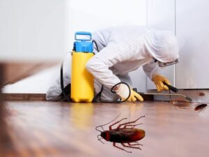 Pest Control Services in Doha