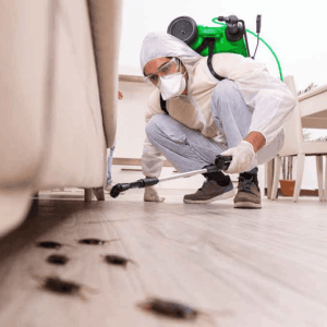 Pest Control Services in Doha